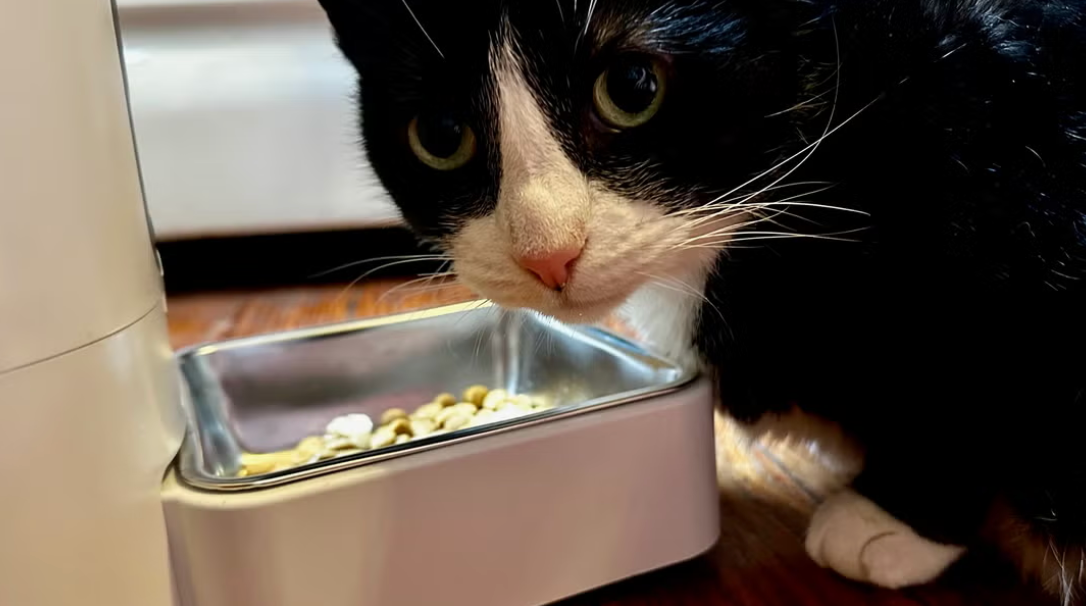 SmartCat™ Automatic Feeder & Water Dispenser